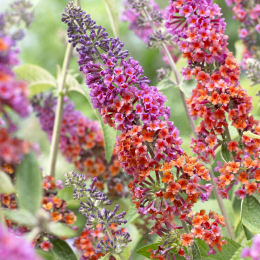 Arbre à papillons Bicolore 'Flower Power' / Buddleia x weyeriana Flower Power